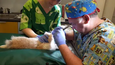 Przychodnia Weterynaryjna EDEN Bielska lek. wet. Tomasz Pięknik